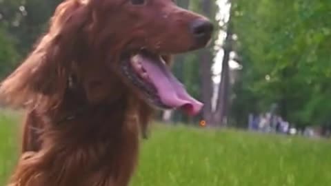 Facts About Irish Setter