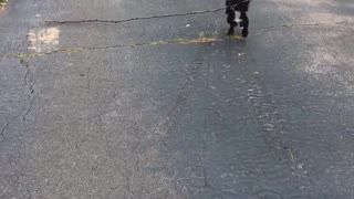 Black dog carries large stick