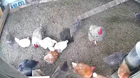 A peek at the Chicken Coop Cam