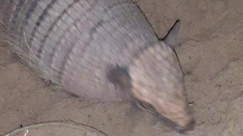 Pet Armadillo Stands on Command