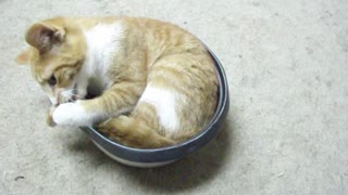 1st post test cat in dog food bowl