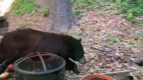 Patio Bear Visit