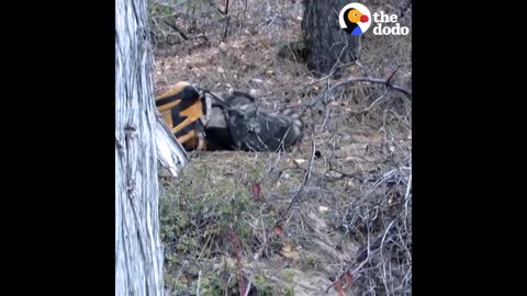 Raccoon Rescued From Deep Canyon Using a Backpack | The Dodo