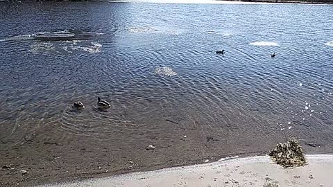 Water. Nature. Ducks (slow motion).