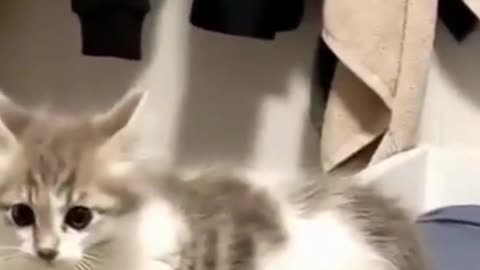 Funny Super Cute Kitten Plays on a Bed #shorts