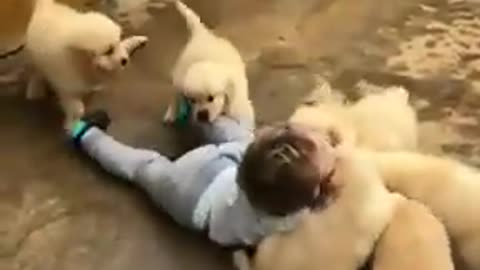 Baby playing with dogs !!!