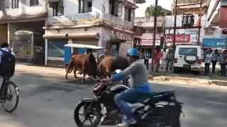 Bull fight on open street