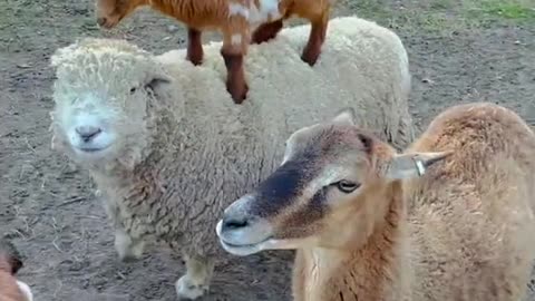 funny video of a kid goat on his mother's back