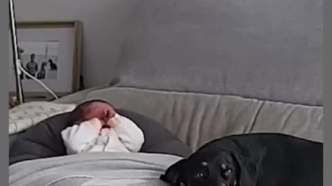 "Cute dog and baby video that will fill your day with happiness"