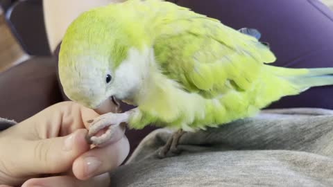 Parrot Loves Relaxing Foot Rubs