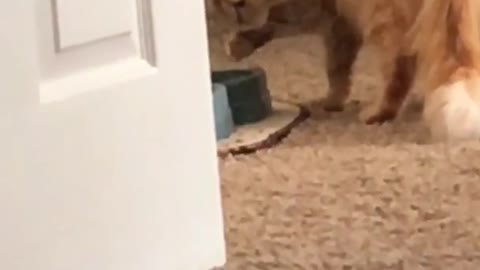 Sofisticado gato bebe agua con la garra