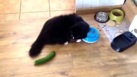 cats vs cucumbers . Com