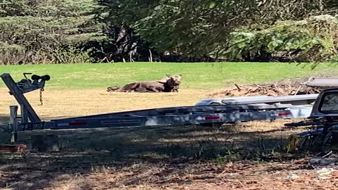 Moose Births Cute Calf in Back Yard