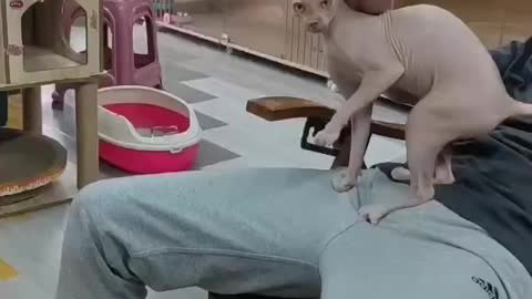 Hairless cat