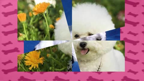 Como Adestrar Um Poodle? - Aprenda a Como Adestrar Um Cão Poodle