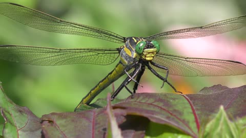 Large Yellow Dragonfly on a leaf in a garden