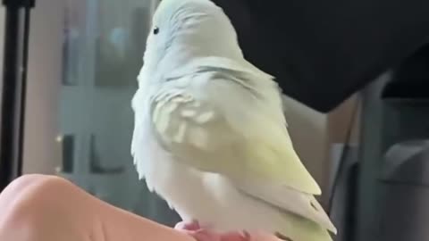 Funny Bird Moments