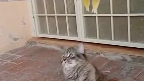 Cat video Playing Beautifull cat video Playing Beautifull cat