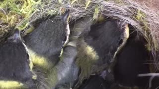 Blue tits nesting in postbox