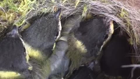 Blue tits nesting in postbox