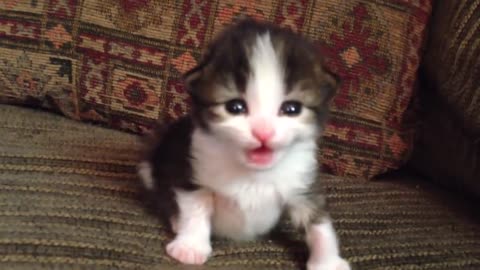 Two-Week Old Kitten Lets Out A Roar