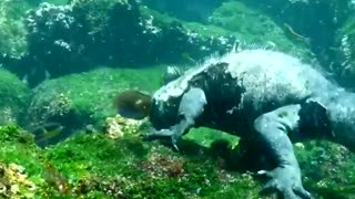 The Marine Iguana Found Only On The Galápagos Islands.