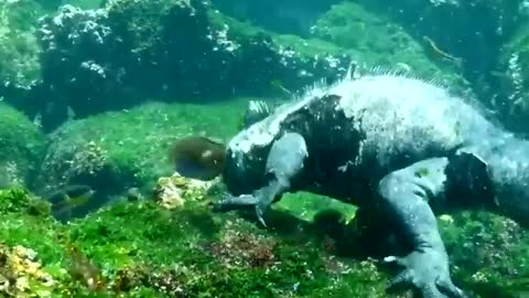 The Marine Iguana Found Only On The Galápagos Islands.