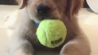 DOG IS EATING TENNIS BALL