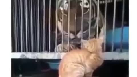 A tiger scared of a cat