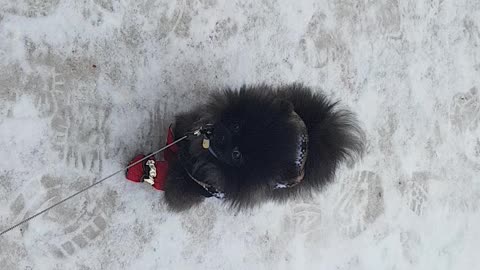 Spitz on a winter walk