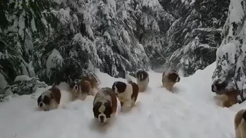 Beautiful dogs in the winter forest