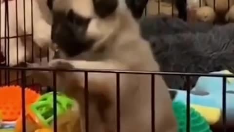 Funny Pug Doing Yoga Training With Its Owenr Cute Dog Video For Yoga Instructors