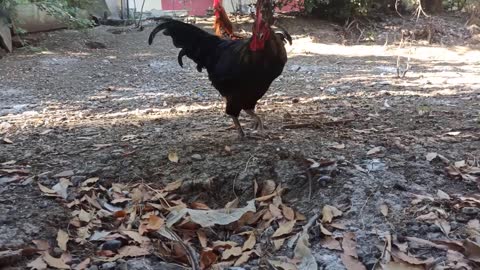 #roostercrowing#chickendance video