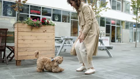 Slow Motion Footage Of A Dog Jumping Towards Her Master