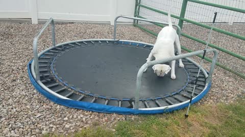 American bulldog trying to jump on upsidown trampoline