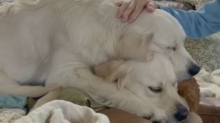 10-Month-Old Pup Lays on Top of His Sister Polly