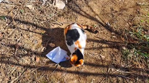 Colorful cute cat eating food. This cat is very beautiful.