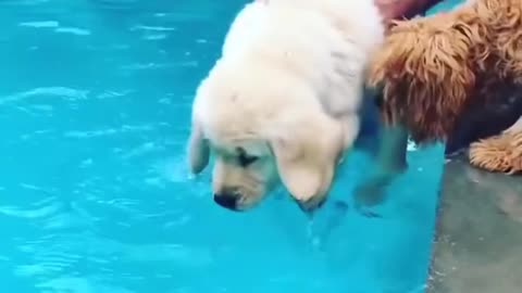 How to Train your dog to swim