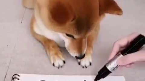 Cute Shiba Inu playing