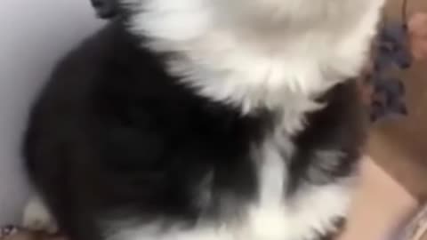 baby husky howling cute