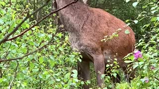 Amazing Close Encounter with a Deer