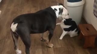 Playful cat not scared to wrestle bulldog
