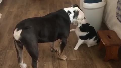 Playful cat not scared to wrestle bulldog