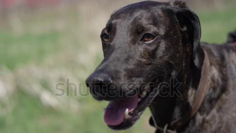 Service dog close up smiling outdoors