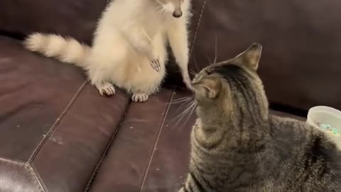 Funny baby Rakun and cats 🦔🐹🐈..