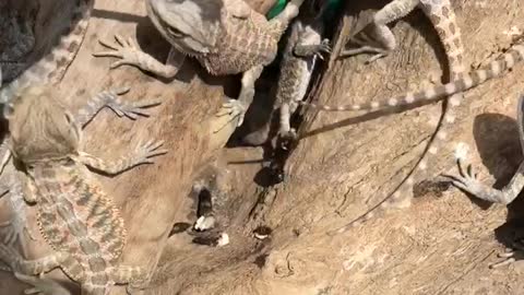 Baby Bearded Dragons Enjoy Some Sunshine