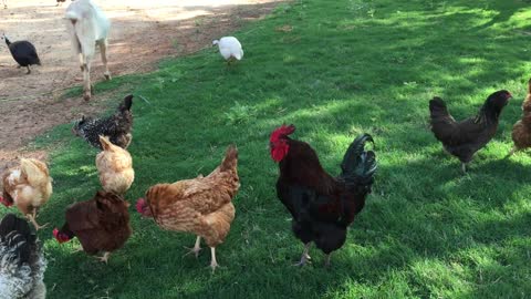 Chicken on the meadow.