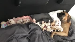 Big Dog Sleeps With Bed Full Of Chihuahuas