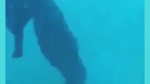 Rescue of the Seahorse that was trapped inside a plastic bag at the bottom of the sea !