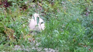 A Fairy Tale!An Extremely Rare Adorable Creature Caught on Tape in New Hampshire